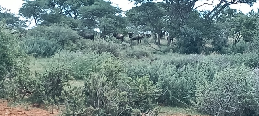 3 Bedroom Property for Sale in Boshof Free State